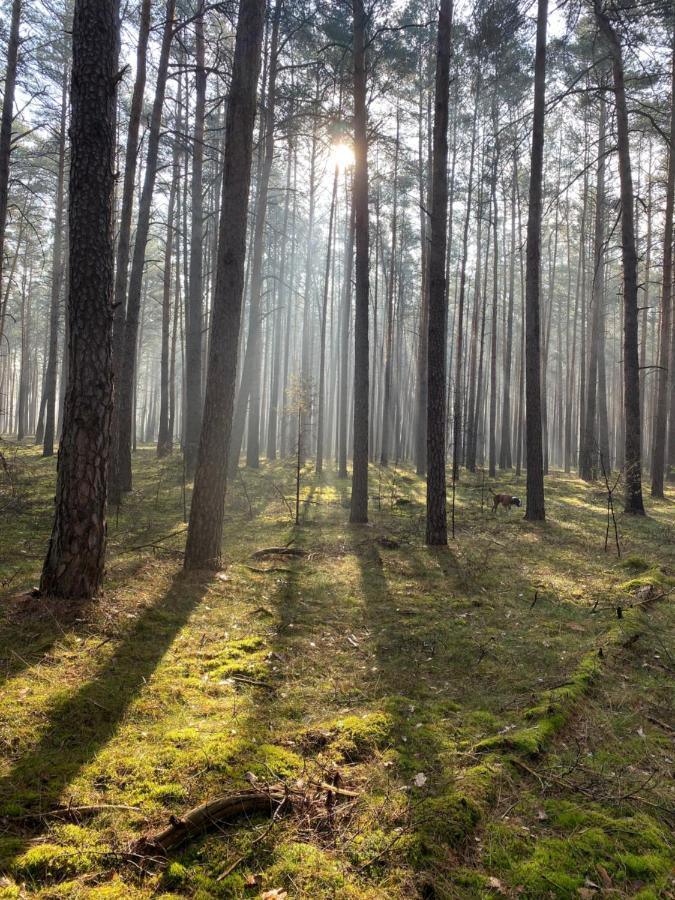 Ferienhaus Im Wald Borkwalde エクステリア 写真